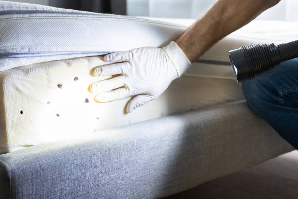 Best Emergency Pest Control  in Cedar Hills, UT