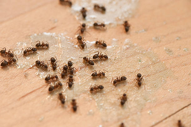 Best Affordable Pest Control Services  in Cedar Hills, UT