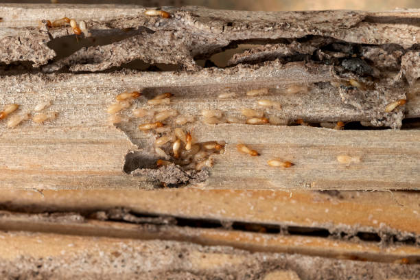 Cedar Hills, UT Pest Control Company
